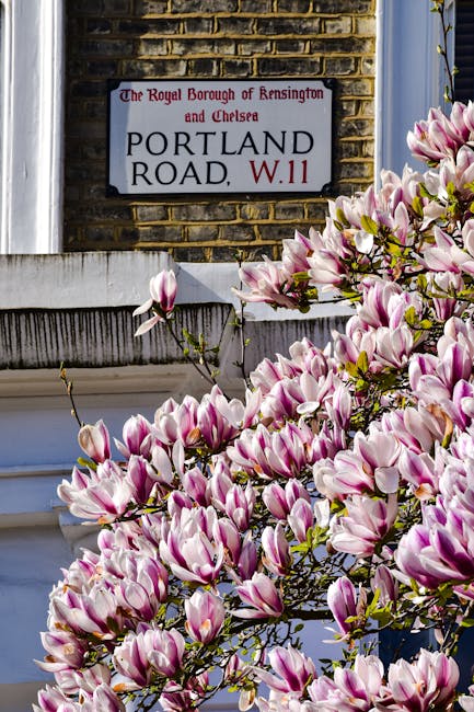 A close-up view of a flowering magnolia bush with large, pink and white blossoms situated in front of a brick wall and a window. Above the bush, mounted on the brick wall, is a metal street sign indic